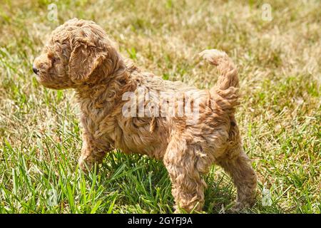 Goldendoodle Welpe schaut weg im Rasen Stockfoto