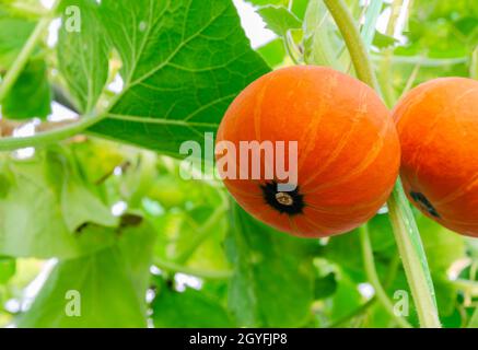 Auf seinem Baum hängen orangefarbene Kürbisse mit grünen Blättern in einer ökologischen Gewächshausfarm Stockfoto