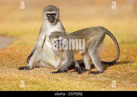 Zwei Tieraffen (Cercopithecus aethiops) sitzen auf dem Boden, Südafrika Stockfoto