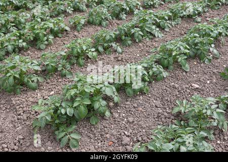 Reihen von Kartoffeln, Solanum tuberosum unbekannter Sorte, wächst in einem Gemüsegarten mit einem gut kultivierten, unkrautfreien Boden als Hintergrund. Stockfoto