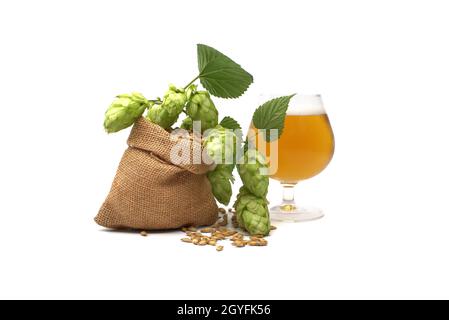 Bier- oder Getränkestillleben mit einem Zweig aus grünem Hopfen und Gerste, die aus einem hessischen Beutel verschüttet werden, zusammen mit einem eleganten Glas gekühltem Lager oder gezapftem Witz Stockfoto