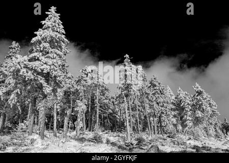 Schwarz-Weiß-Bild von schneebedeckten Tannen und Landschaft am Brocken im Harz Wernigerode Sachsen-Anhalt Deutschland Stockfoto