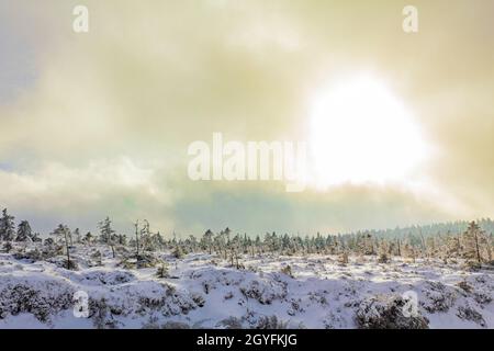 Sonnenschein auf verschneiten Tannen und Landschaft am Brocken im Harz Wernigerode Sachsen-Anhalt Deutschland Stockfoto