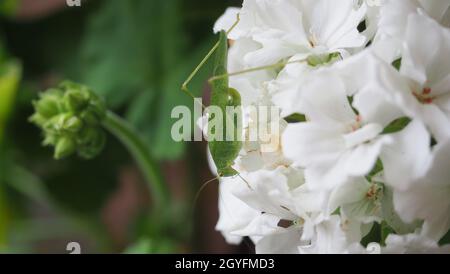 grasshopper (wissenschaftlicher Name Orthoptera Caelifera) der Tierklasse Insecta (Insekten) auf Geranienblüte Stockfoto