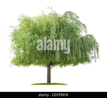 Isolierter Weidenbaum auf weißem Hintergrund Stockfoto