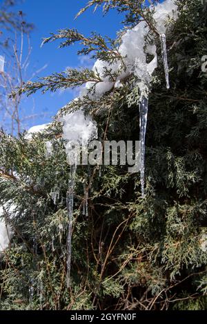 Wunderbare Eiszapfen, die im Winter am Ast eines Nadelbaums im Garten hängen Stockfoto