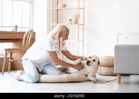 Reife Frau mit Spaß mit niedlichen Labrador Hund zu Hause Stockfoto