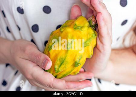 Leuchtend gelbe ganze Drachenfrucht oder Pitaya in kaukasischen Frauenhände im Sommer. Stockfoto