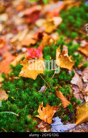 Makro von Waldboden mit Herbstblättern und grünem Moos Pflanze Stockfoto