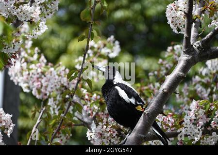 Australische Elster, die in einem sonnendurchfluteten Baum thront und von vielen kleinen Blumen umgeben ist Stockfoto