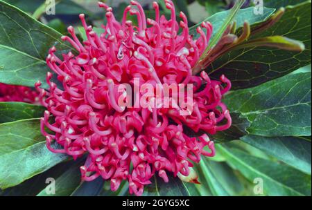 Waratah - Shady Lady ( rot ) Stockfoto