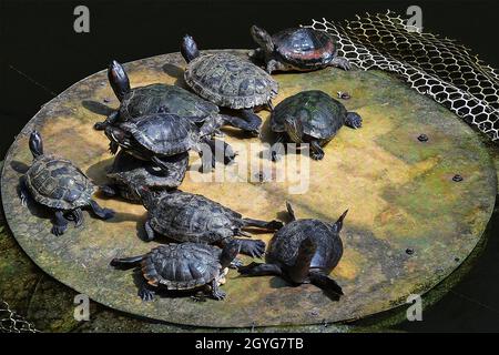 Mumbai, Indien. Oktober 2021. Schildkröten werden auf einem Holzbrett in der Sonne sonnen gesehen. Schildkröten müssen sich jeden Tag in der Sonne sonnen, um ihren Stoffwechsel und ihre Zucht zu fördern. Kredit: SOPA Images Limited/Alamy Live Nachrichten Stockfoto