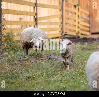 Weiße lockige Schafe hinter einem hölzernen Paddock auf dem Land. Schafe und Lämmer weiden auf dem grünen Gras. Schafzucht. Ordnung Und Sauberkeit. Stockfoto