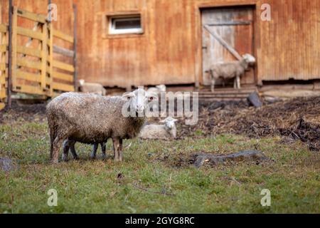 Weiße lockige Schafe hinter einem hölzernen Paddock auf dem Land. Schafe und Lämmer weiden auf dem grünen Gras. Schafzucht. Ordnung Und Sauberkeit. Stockfoto