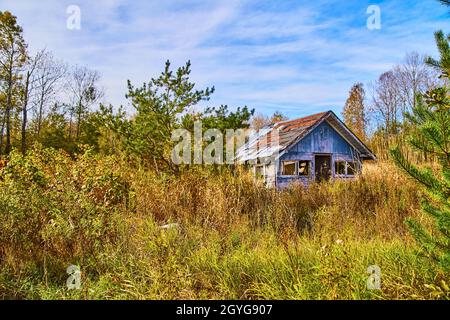 Verlassene Hütte in einem bewachsenen Wald Stockfoto