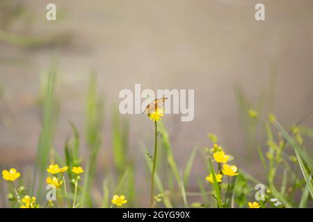 Perlenhalbmondschmetterling (Phyciodes tharos), der auf einer gelben Blume landet Stockfoto