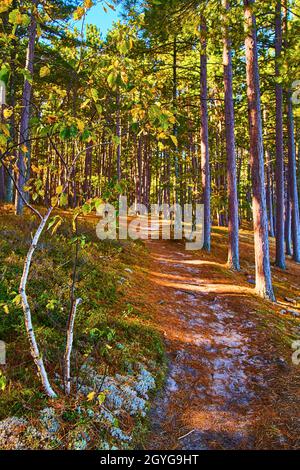 Pine needles over sandy forest trail with white birch tree and pine trees Stockfoto