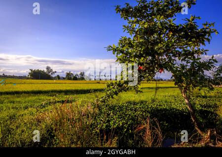 Landschaft eines Reisfeldes mit einem Baum davor. Stockfoto