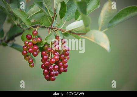 Chokecheries reifen im Sommer im Bowmont Natural Environment Park auf der Filiale. Prunus virginiana Stockfoto