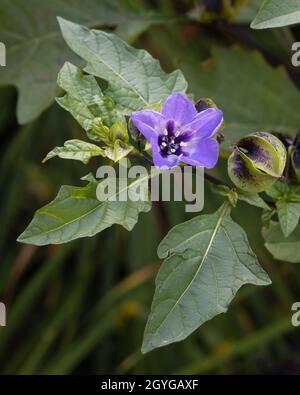 Der peruanische Apfel blüht und ist in Kelch und Blättern eingeschlossen im Reader Rock Garden, Calgary, Alberta, Kanada. Nicandra physialodes Stockfoto