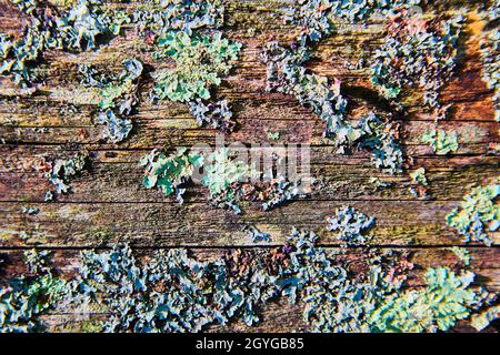 Alte verfallende Holzbretter mit Flechten und mehrfarbigem Holz Stockfoto