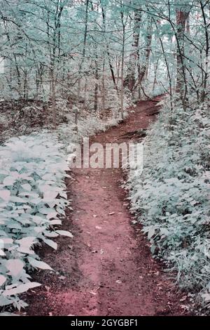 Heller Wald mit gedämpften Farben, die in Infrarot aufgenommen wurden Stockfoto