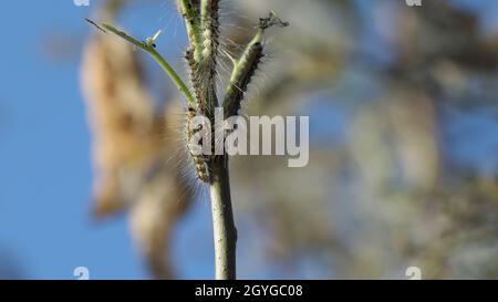Raupen sind eine processionelle Motte, die Blätter an den Ästen eines Baumes frisst. Stockfoto