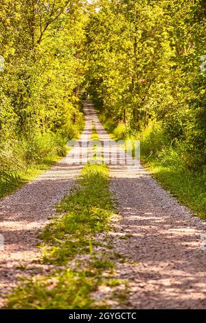 Schotterstraße mit gelb-grünem Wald auf beiden Seiten und einem grünen Fleck in der Mitte der Straße Stockfoto