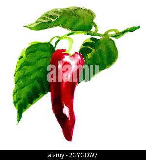 Rote, scharfe Chilischoten. Aquarellmalerei Stockfoto