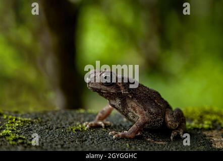 Weitwinkel-Makrobild mit Blitzdiffusor eines schönen Frosches, der in seinem natürlichen Lebensraum auf einem Blatt sitzt Stockfoto