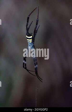 Makroaufnahme der indischen Signatur Spinne, es ist harmlose Kugel-Weber-Spinne. Herbstfarben Stockfoto