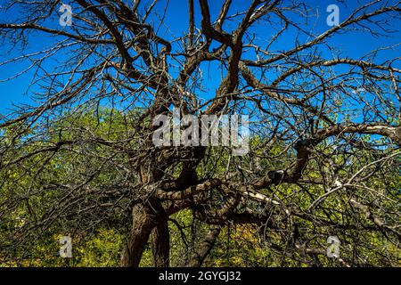 Ein knarrler Baum vor einer Baumgrenze Stockfoto