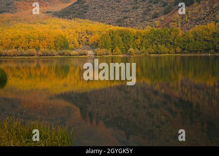 Reflektierende Herbstfärbung im östlichen Sierra-See, Espen und Pinien in Berglandschaft, malerische lebendige Farben gelb, orange, grün. Stockfoto