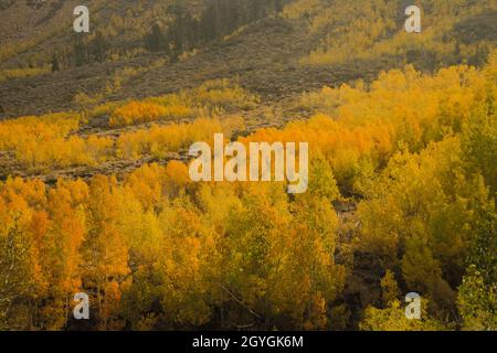 Reflektierende Herbstfärbung im östlichen Sierra-See, Espen und Pinien in Berglandschaft, malerische lebendige Farben gelb, orange, grün. Stockfoto