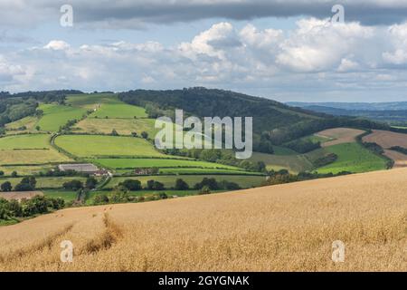 Oben auf den South Downs mit Blick auf Cocking Down, wobei sich der South Downs Weg durch die grünen Felder schlängelt. Stockfoto