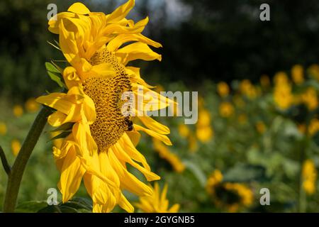 Honigbiene saugt den Nektar aus einer Sonnenblume Stockfoto