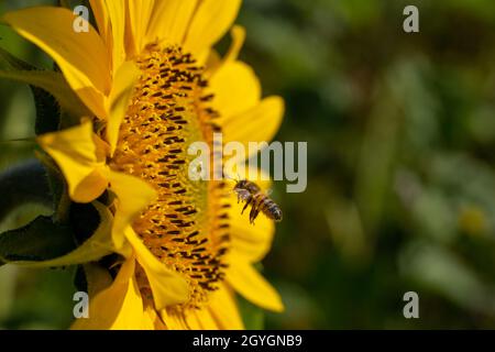 Biene nähert sich an einem hellen Sommertag einer Sonnenblume. Stockfoto