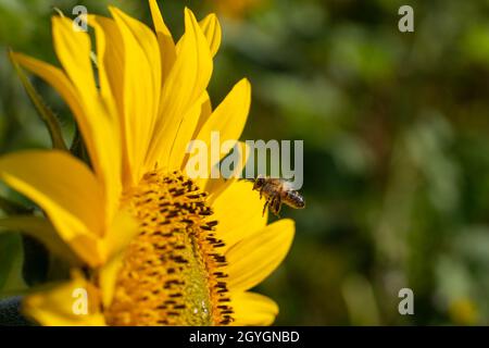 Biene nähert sich an einem hellen Sommertag einer Sonnenblume. Stockfoto