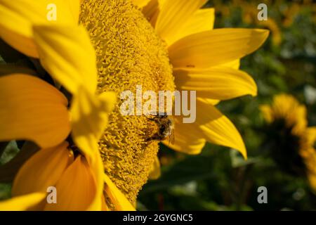 Honigbiene saugt den Nektar aus einer Sonnenblume Stockfoto