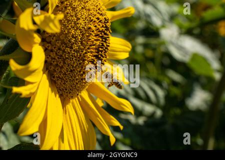 Biene nähert sich an einem hellen Sommertag einer Sonnenblume. Stockfoto