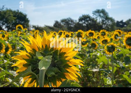 Sonnenblumenfeld an einem hellen sonnigen Tag im Sommer Stockfoto