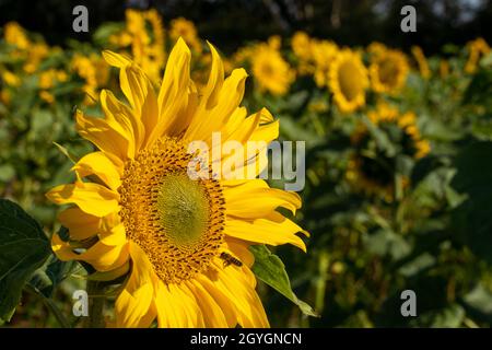 Biene nähert sich an einem hellen Sommertag einer Sonnenblume. Stockfoto