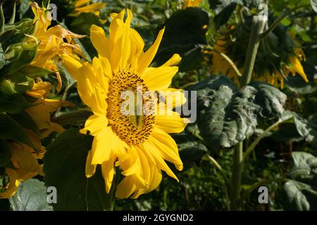 Biene nähert sich an einem hellen Sommertag einer Sonnenblume. Stockfoto