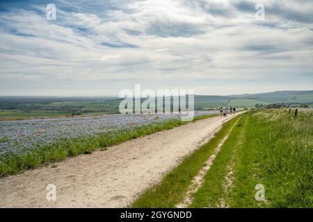 Pfad auf den South Downs, der hinauf zur Trundle führt, mit weitreichenden Aussichten, die hinunter nach Lavant mit einem Flachsfeld blicken. Stockfoto