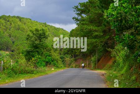 Straße auf dem Dalat Plateau mit vielen wilden Sonnenblumen, die im Herbst blühen. Stockfoto