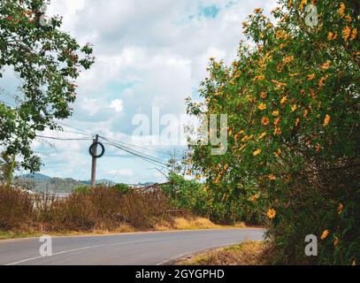 Straße auf dem Dalat Plateau mit vielen wilden Sonnenblumen, die im Herbst blühen. Stockfoto