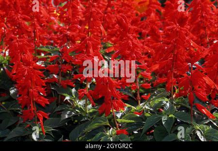 NAHAUFNAHME DER LEUCHTEND ROTEN SALVIA-BLÜTEN (SALVIA SPLENDENS), AUCH BEKANNT ALS ZIERPFLANZEN, BLUT ODER SCHARLACH SALBEI, SYDNEY, NEW SOUTH WALES, AUSTRALIEN. Stockfoto