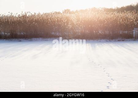 Küstenwinterlandschaft mit Tierpfad und trockenem Küstenschilf in hellem Sonnenlicht, natürliches Hintergrundfoto mit Lichtreflexeffekt, aufgenommen am coa Stockfoto