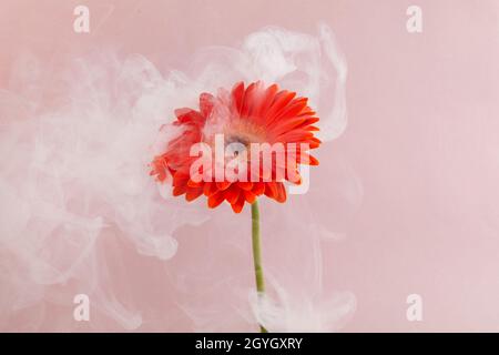 Orangefarbene Blume mit Rauch auf rosa Hintergrund. Kreatives ungewöhnliches Konzept. Stockfoto