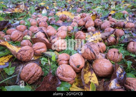 Nach Regen im Herbstgarten auf nassem Gras frisch gefallenes Walnussholz Stockfoto